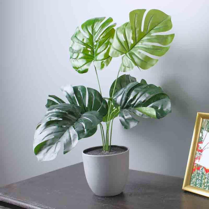 Buy Lumia Pot With Monstera Plant - Grey at Vaaree online | Beautiful Artificial Plants to choose from