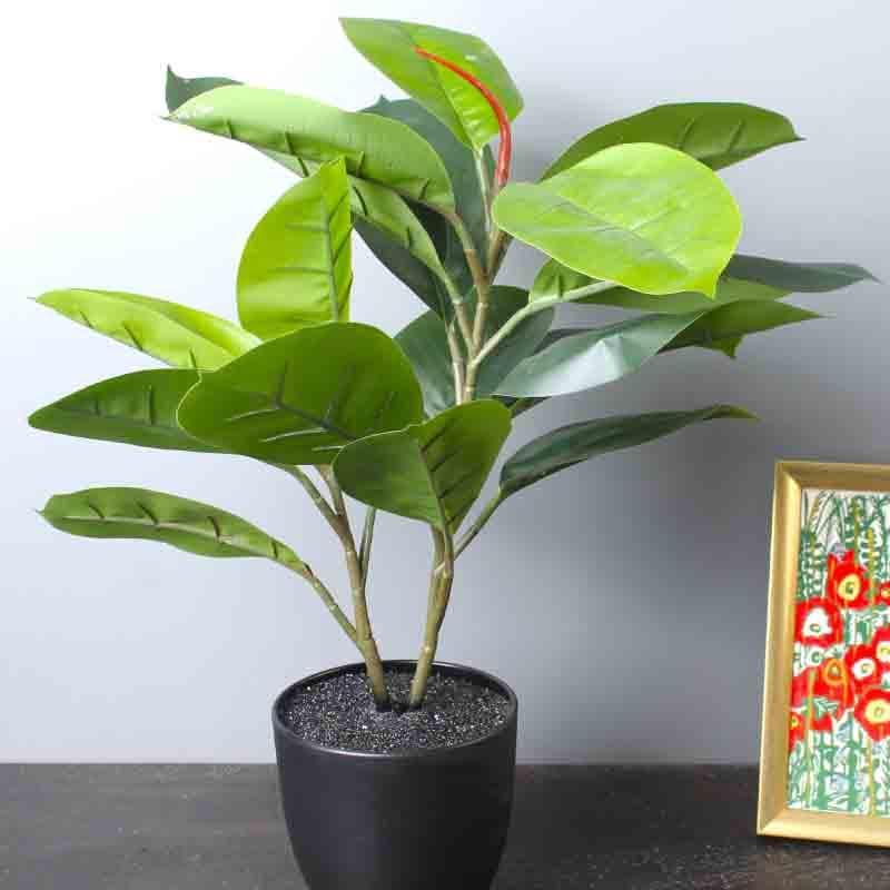 Buy Lumia Pot With Rubber Plant - Black at Vaaree online | Beautiful Artificial Plants to choose from