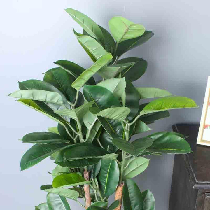 Buy Lumia Pot With Faux Large Rubber Plant at Vaaree online | Beautiful Artificial Plants to choose from