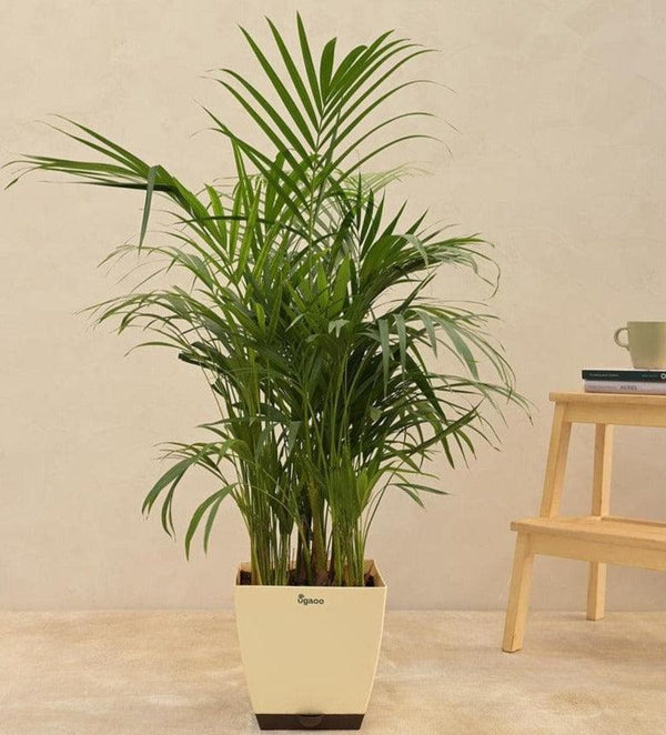 Buy Ugaoo Areca Palm Plant XL at Vaaree online | Beautiful Live Plants to choose from