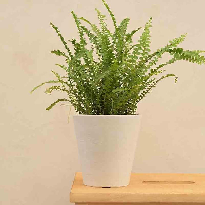 Buy UGAOO Venice Planter for Home & Balcony Garden- White at Vaaree online | Beautiful Pots & Planters to choose from