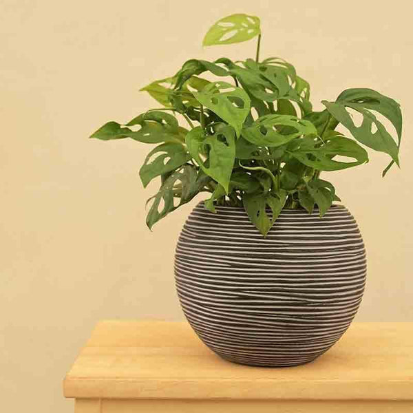 Buy UGAOO Planter Vase Ball Rib - Black at Vaaree online | Beautiful Pots & Planters to choose from