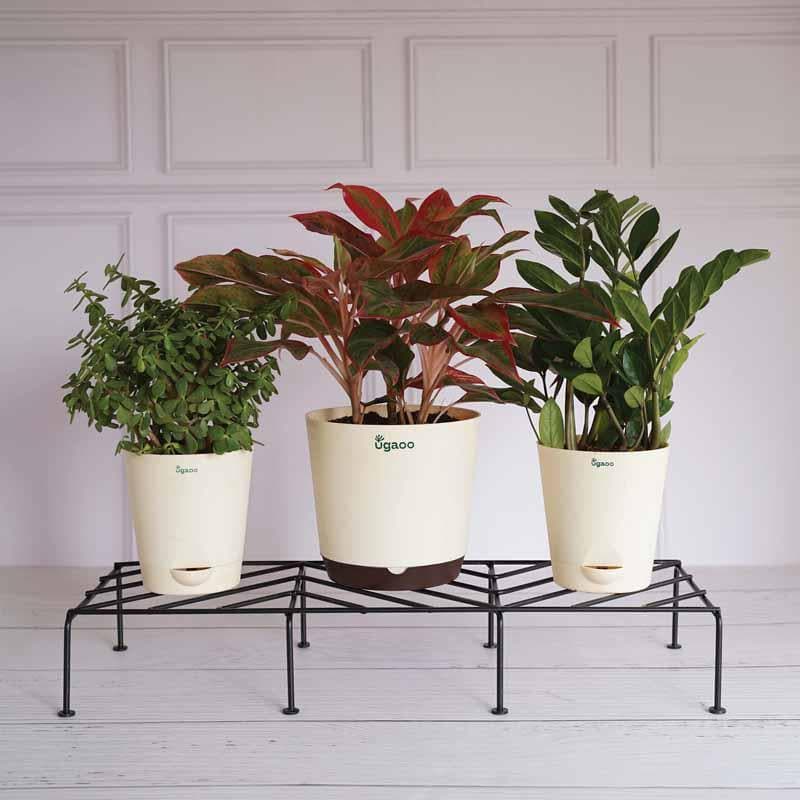 Buy UGAOO Rectangular Flower Pot Stand (Black)- Set Of Four at Vaaree online | Beautiful Garden Accessories to choose from