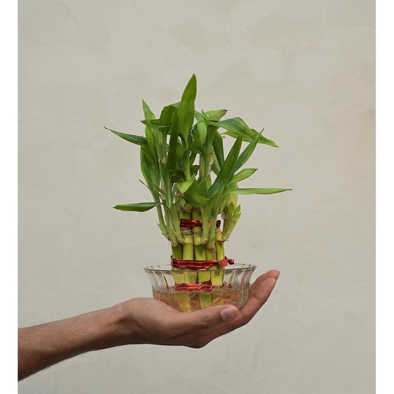 Buy Ugaoo Lucky Bamboo Plant - 2 Layer at Vaaree online | Beautiful Live Plants to choose from