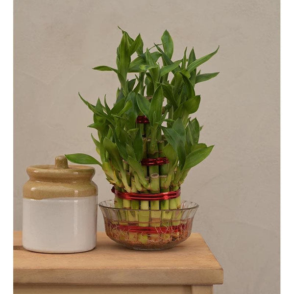 Buy Ugaoo Lucky Bamboo Plant - 3 Layer at Vaaree online | Beautiful Live Plants to choose from