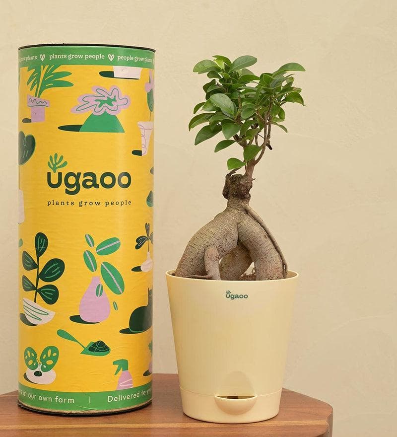 Buy Ugaoo Ficus Bonsai Plant at Vaaree online | Beautiful Live Plants to choose from