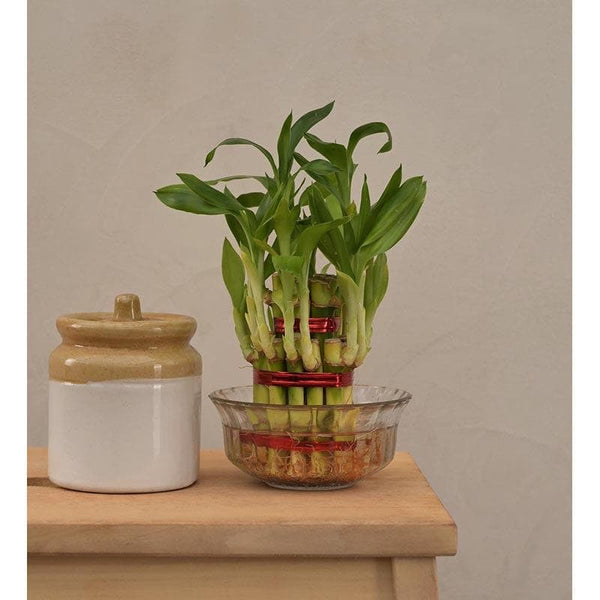 Buy Ugaoo Lucky Bamboo Plant - 2 Layer at Vaaree online | Beautiful Live Plants to choose from