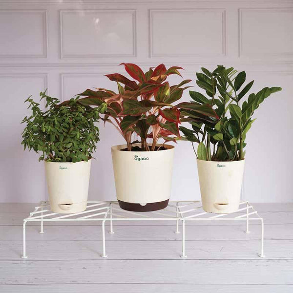 Buy UGAOO Rectangular Flower Pot Stand (White)- Set Of Four at Vaaree online | Beautiful Garden Accessories to choose from