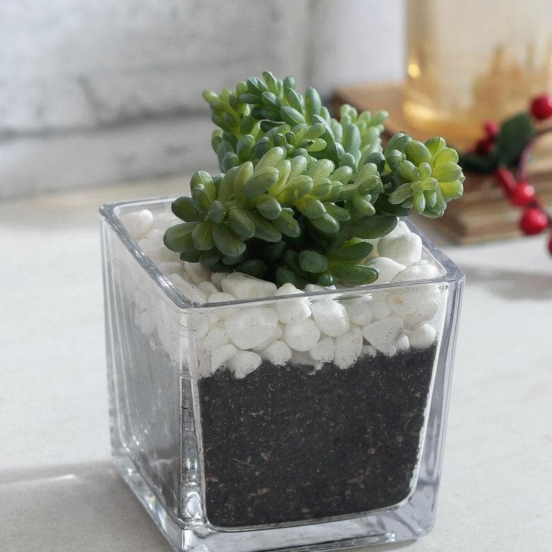 Buy Mini Faux Plant Pot & Planter at Vaaree online | Beautiful Faux Plant to choose from