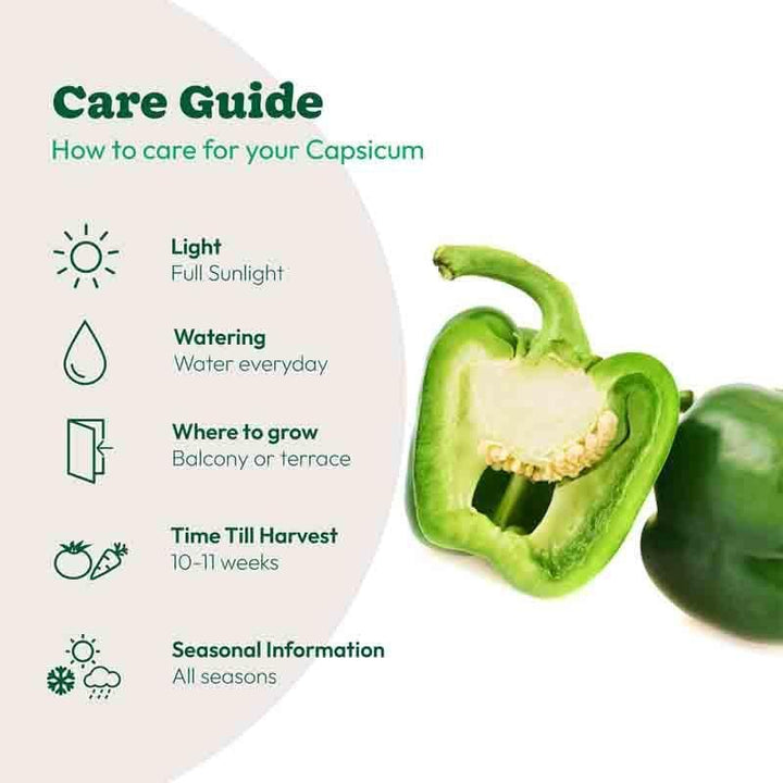 Buy Ugaoo Capsicum Seeds at Vaaree online | Beautiful Seeds to choose from