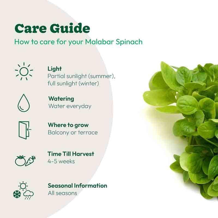 Buy Ugaoo Malabar Spinach Seeds (Poi Saag) at Vaaree online | Beautiful Seeds to choose from
