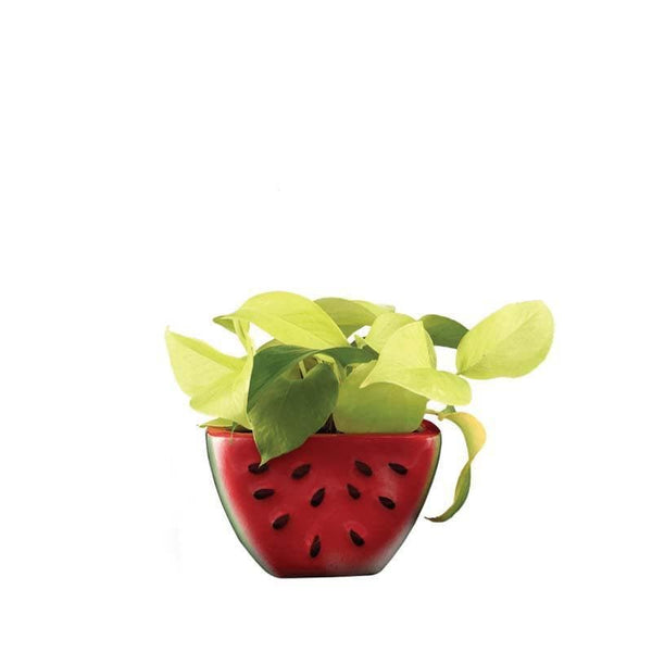 Buy Ugaoo Watermelon Original Color Ceramic Planter at Vaaree online | Beautiful Pots & Planters to choose from