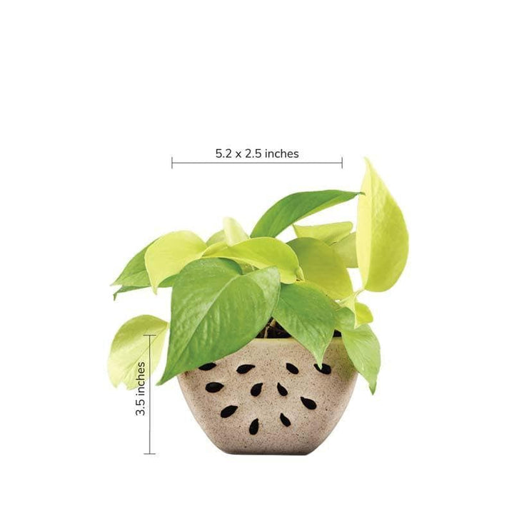 Buy Ugaoo Watermelon Matte Finish Beige Ceramic Planter at Vaaree online | Beautiful Pots & Planters to choose from