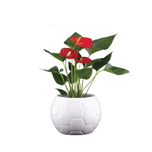 Buy Ugaoo Football White Ceramic Pot at Vaaree online | Beautiful Pots & Planters to choose from