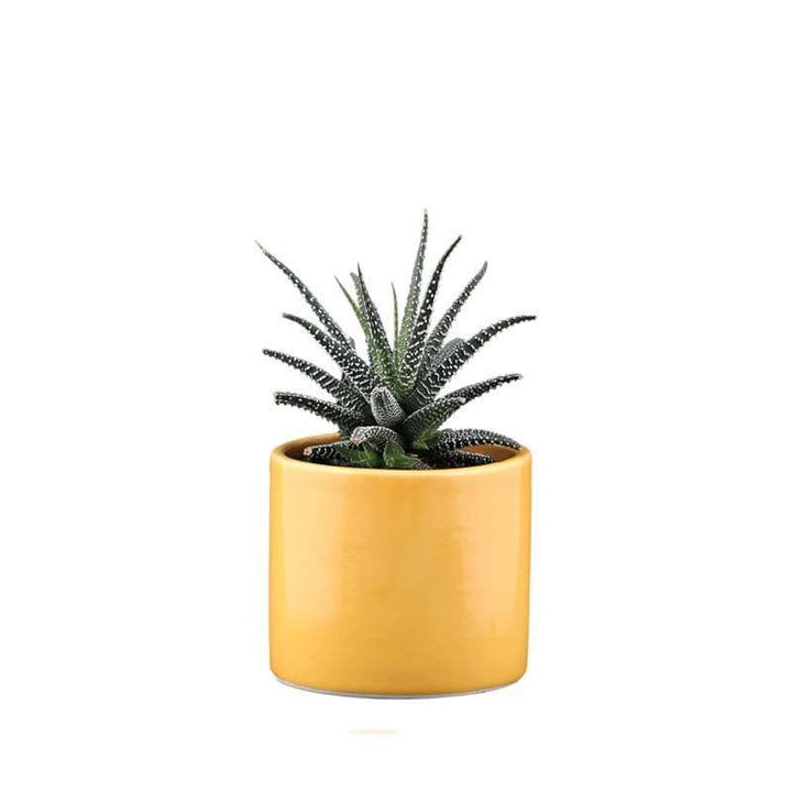 Buy Ugaoo Pipe Yellow Ceramic Pot at Vaaree online | Beautiful Pots & Planters to choose from
