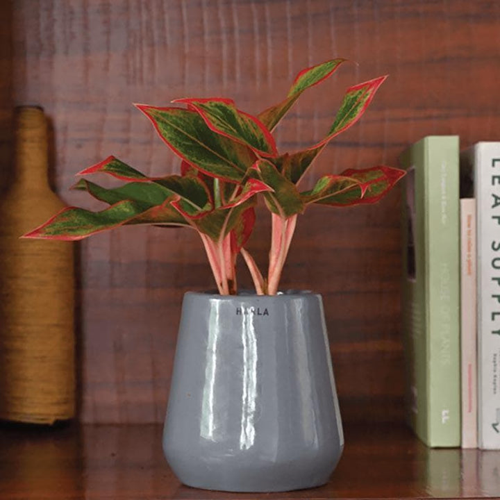 Buy Ugaoo Tulip Fantasy 603XS Grey Ceramic Pot at Vaaree online | Beautiful Pots & Planters to choose from