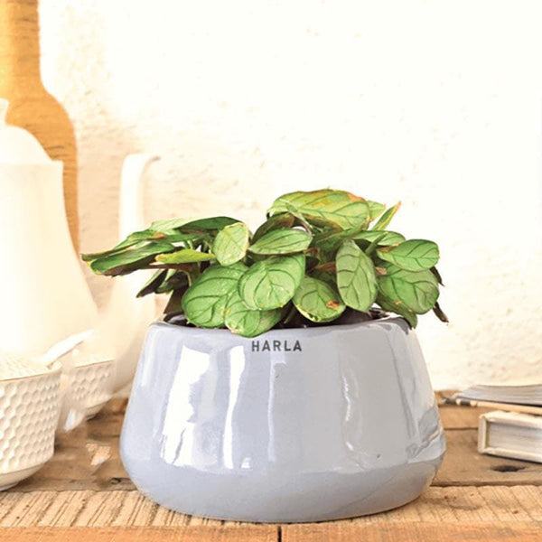 Buy Ugaoo Tulip Fantasy 6031 Grey Ceramic Pot at Vaaree online | Beautiful Pots & Planters to choose from