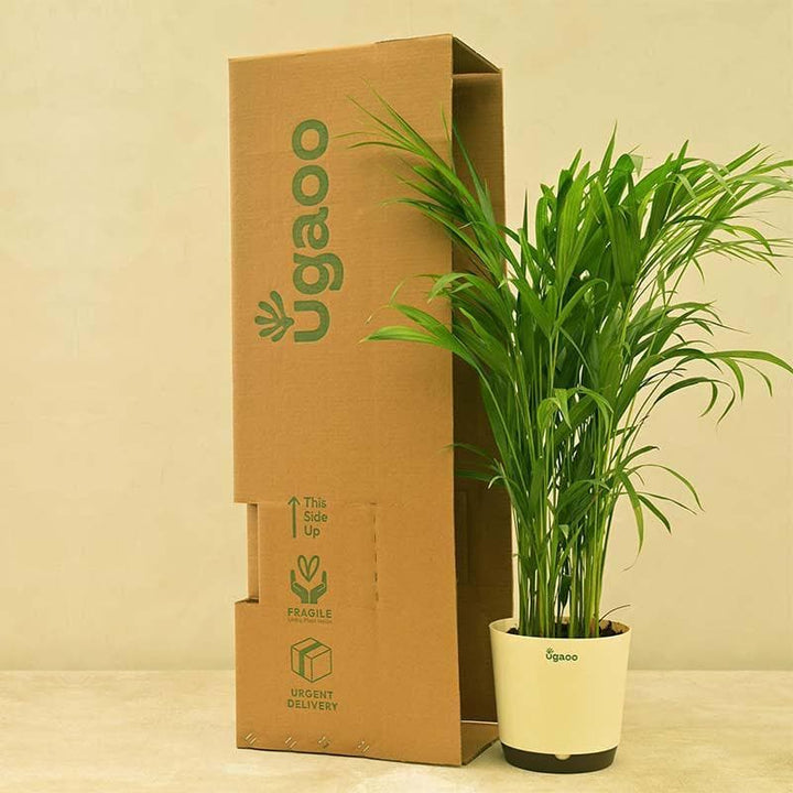 Buy Ugaoo Areca Palm Plant - Big at Vaaree online | Beautiful Live Plants to choose from