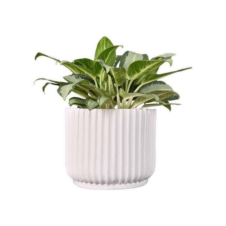 Buy Ugaoo Phoenix White Ceramic Pot at Vaaree online | Beautiful Pots & Planters to choose from