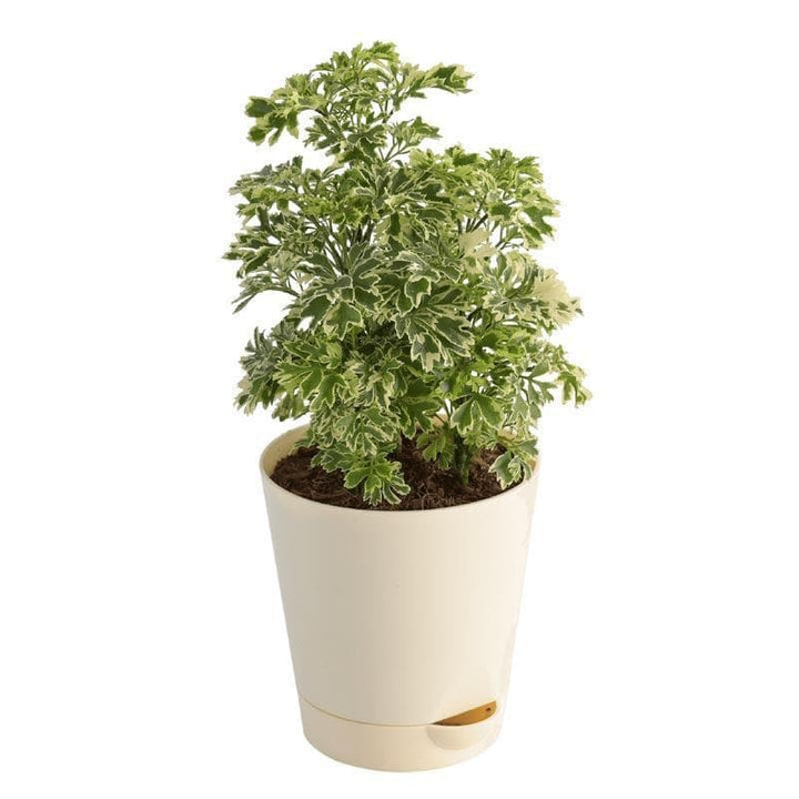 Buy Ugaoo Aralia Variegated Mini Plant at Vaaree online | Beautiful Live Plants to choose from