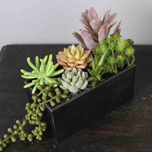 Artificial Plants - Faux Succulent Plants In Tray (18 cms) - Black