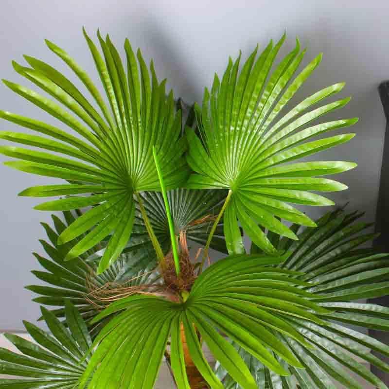 Artificial Plants - Lumia Pot With Faux Large Fan Palm Plant - 4 feet - 3.94 ft