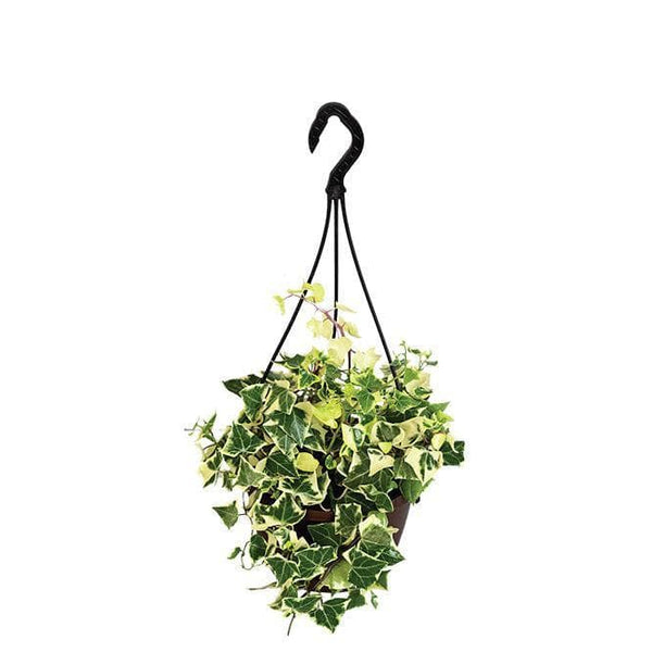 Buy Ugaoo English Ivy Variegated In Hanging Planter at Vaaree online | Beautiful Live Plants to choose from