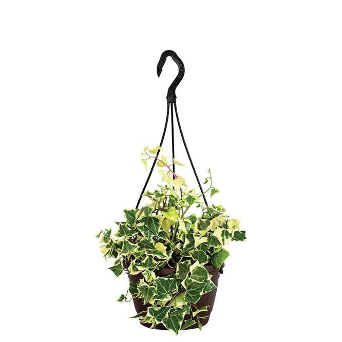 Buy Ugaoo English Ivy Variegated In Hanging Planter at Vaaree online | Beautiful Live Plants to choose from
