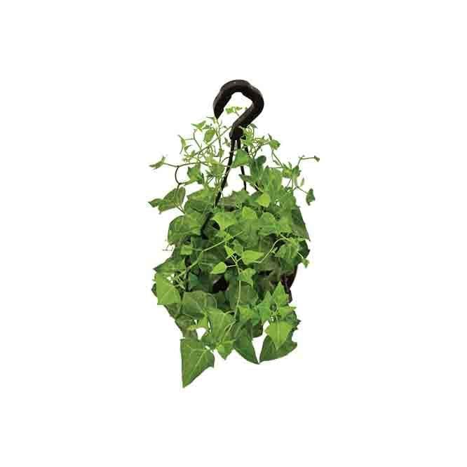 Buy Ugaoo English Ivy Plant In Hanging Planter at Vaaree online | Beautiful Live Plants to choose from