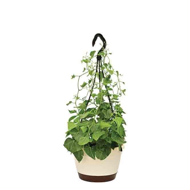 Buy Ugaoo English Ivy Plant In Hanging Planter at Vaaree online | Beautiful Live Plants to choose from