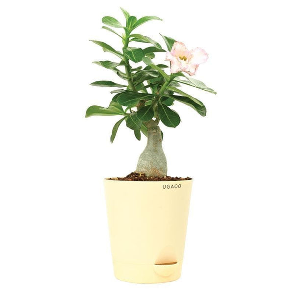 Buy Ugaoo Adenium Pink Plant Live Plants from Vaaree