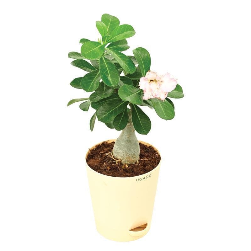 Buy Ugaoo Adenium Pink Plant Live Plants from Vaaree