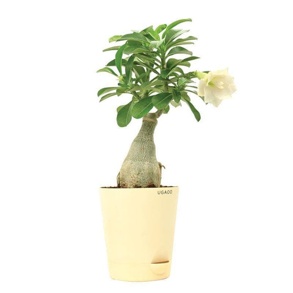 Buy Ugaoo Adenium White Plant Live Plants from Vaaree