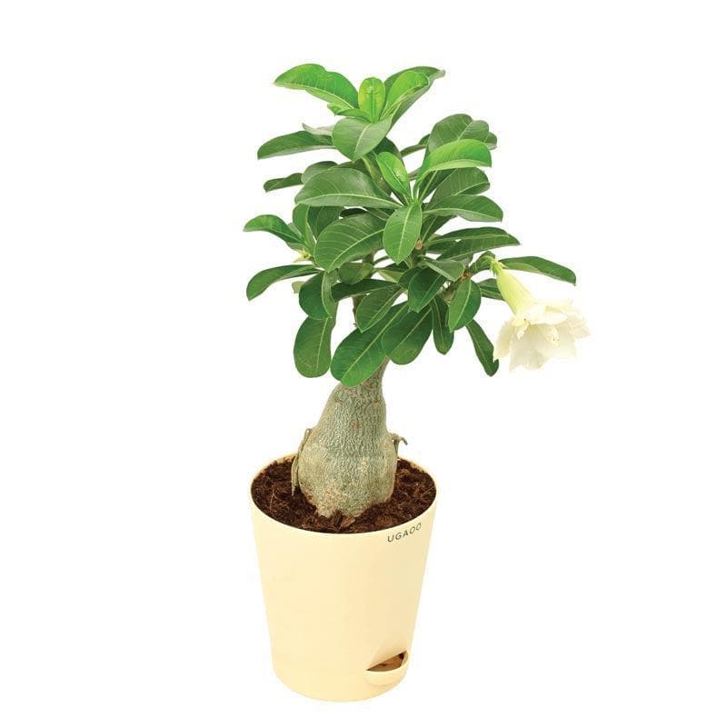 Buy Ugaoo Adenium White Plant Live Plants from Vaaree