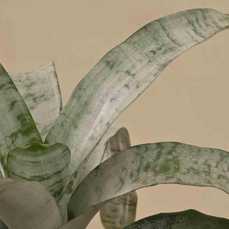 Buy Ugaoo Aechmea Fasciata Plant Live Plants from Vaaree