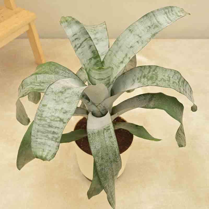 Buy Ugaoo Aechmea Fasciata Plant Live Plants from Vaaree