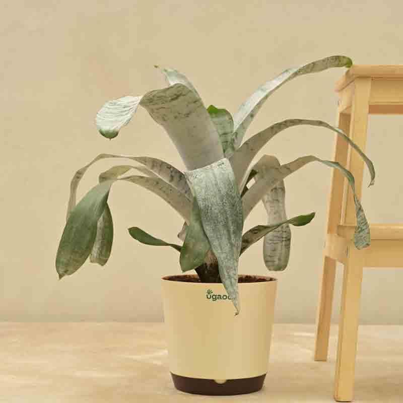 Buy Ugaoo Aechmea Fasciata Plant Live Plants from Vaaree