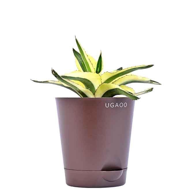 Buy Ugaoo Agave Lophantha Superwhite Live Plants from Vaaree