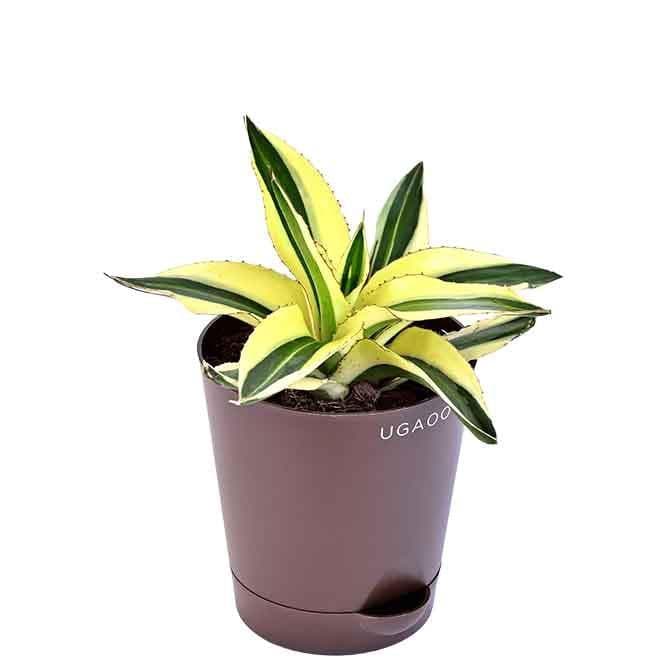 Buy Ugaoo Agave Lophantha Superwhite Live Plants from Vaaree