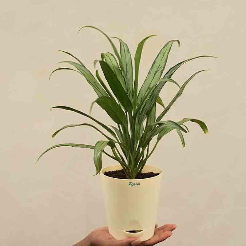 Buy Live Plants - Ugaoo Aglaonema Cutlass Plant at Vaaree online
