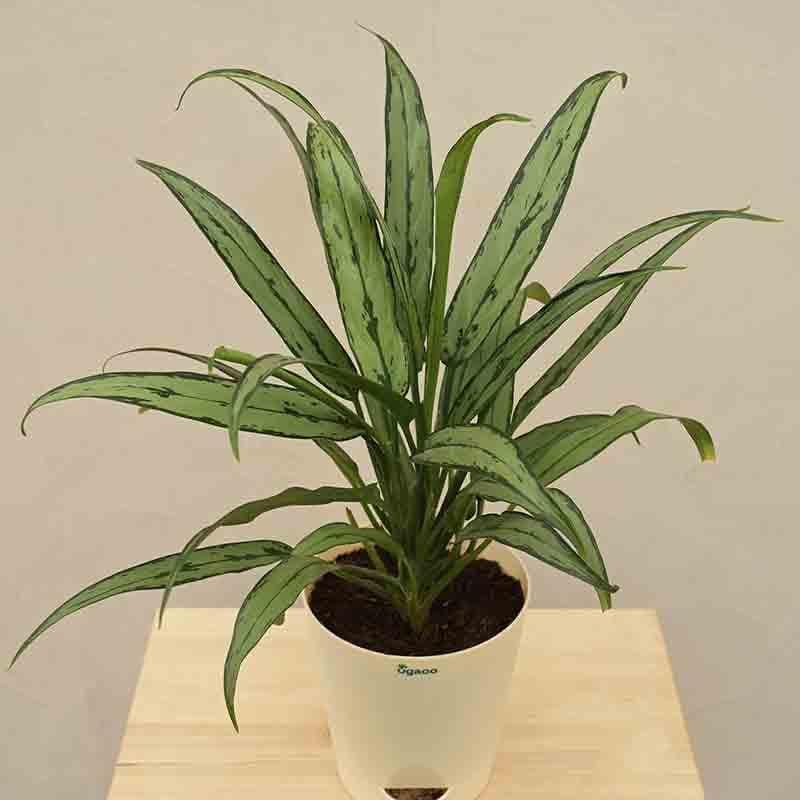 Buy Ugaoo Aglaonema Cutlass Plant Live Plants from Vaaree