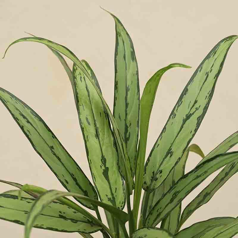 Buy Ugaoo Aglaonema Cutlass Plant Live Plants from Vaaree