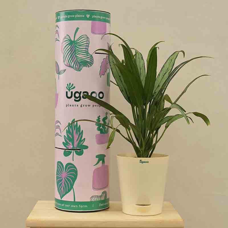 Buy Live Plants - Ugaoo Aglaonema Cutlass Plant at Vaaree online