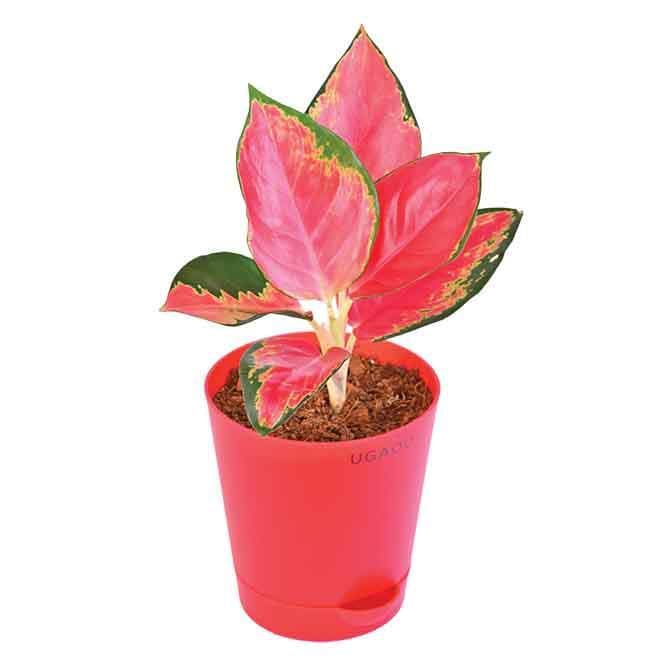 Buy Live Plants - Ugaoo Aglaonema Elegance Plant at Vaaree online
