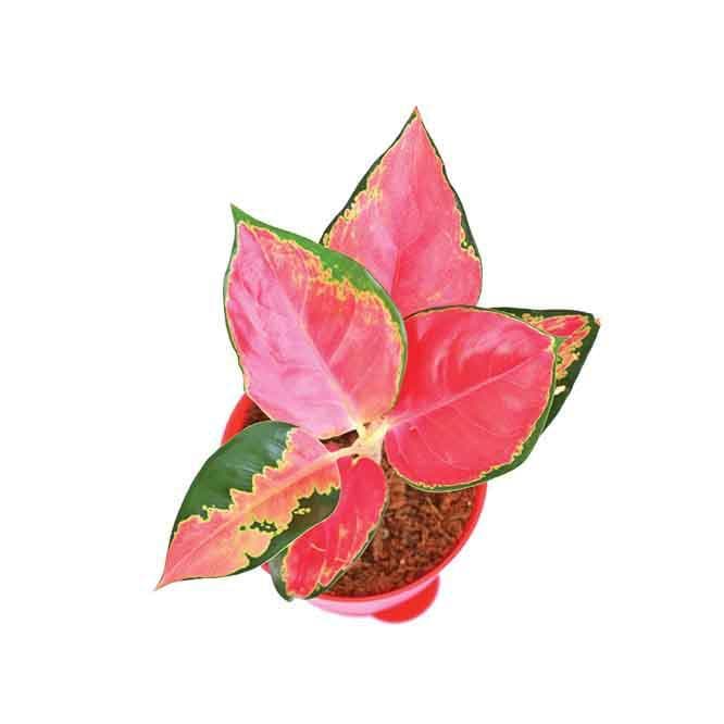 Buy Ugaoo Aglaonema Elegance Plant Live Plants from Vaaree