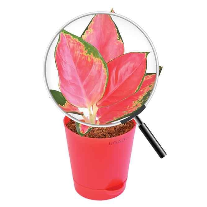 Buy Ugaoo Aglaonema Elegance Plant Live Plants from Vaaree