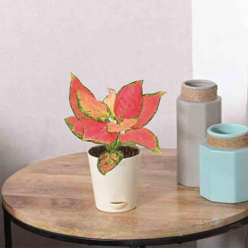 Buy Ugaoo Aglaonema Light Pink Plant Live Plants from Vaaree