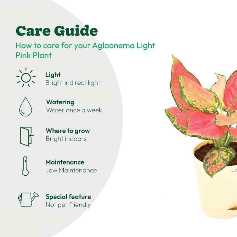 Buy Ugaoo Aglaonema Light Pink Plant Live Plants from Vaaree