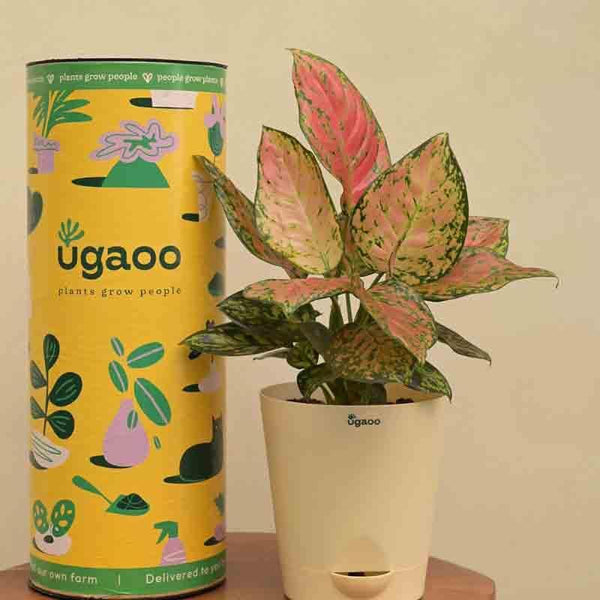 Buy Ugaoo Aglaonema Pink Beauty Plant Live Plants from Vaaree