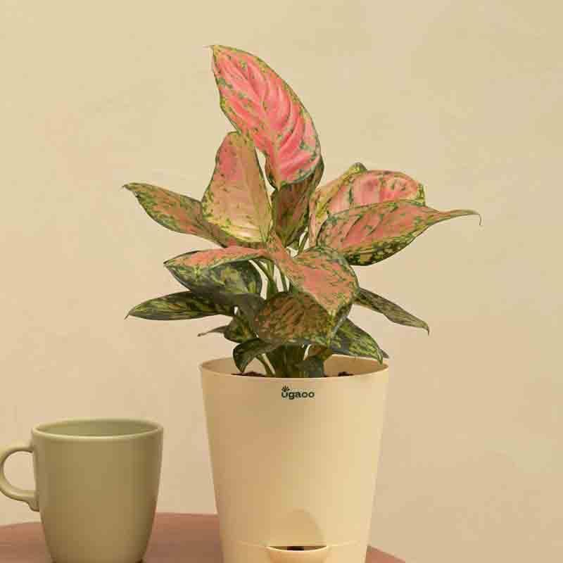 Buy Ugaoo Aglaonema Pink Beauty Plant Live Plants from Vaaree